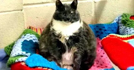 живее котка