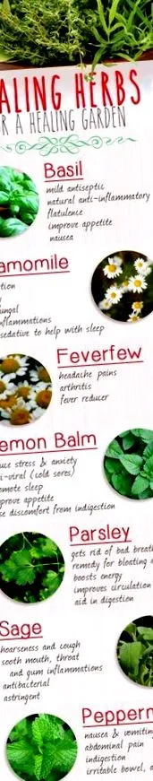burbur nutramedix