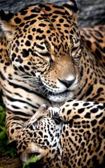 метаболизма panther