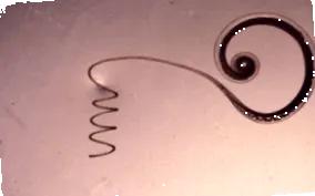 whipworm метод