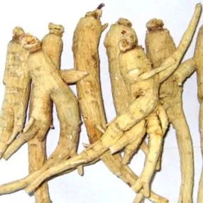 ginseng ginseng