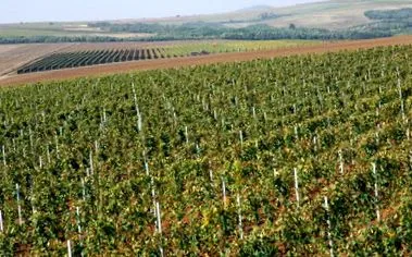 Vineas Tenkes Villányi Tenkes Villányi