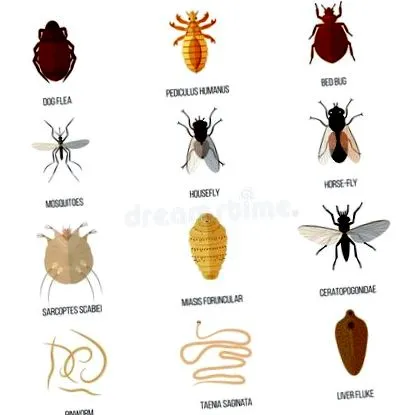 Pinworms помогнете помогнете дете
