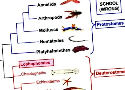 deyrostrostome протостомите
