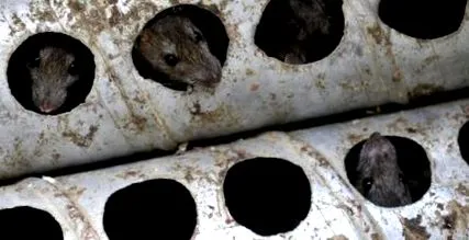 exterminarea șobolanilor
