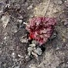 PNIK Індексний форум Індексний форум