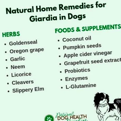 диета giardia