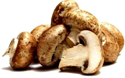 гъба lentinula
