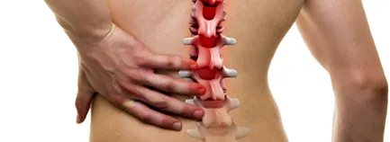 мускулите мускулите