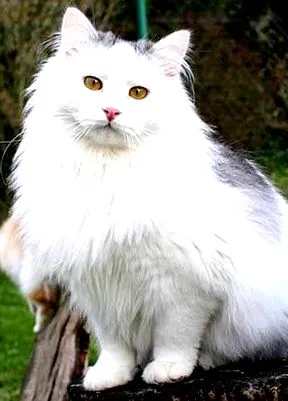 pisici descrierea
