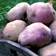 храна картофи