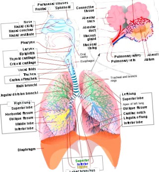 anormală anatomia
