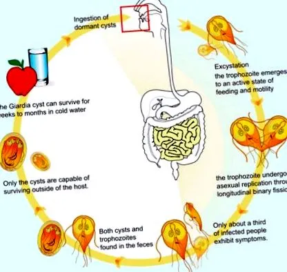 срещу giardia