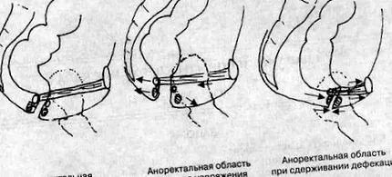 структура червата