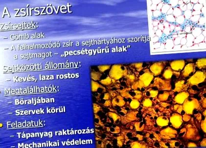 опит mhbs