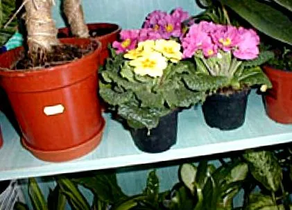 minicactus