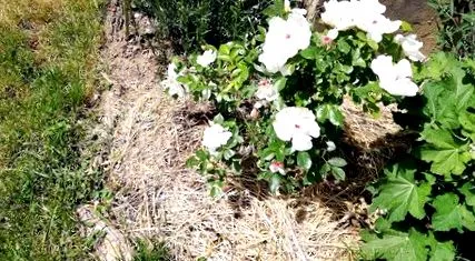 градината повече вода