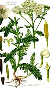 ръководство millefolium