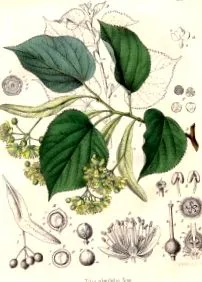 липа tilia