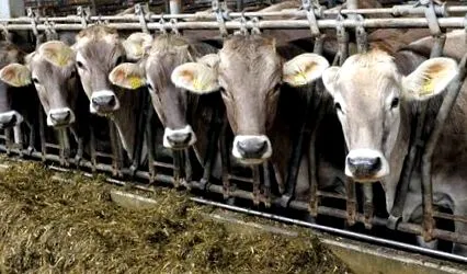 bovine bovine