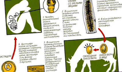 тения бичи тения