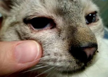 veterinare pisicilor