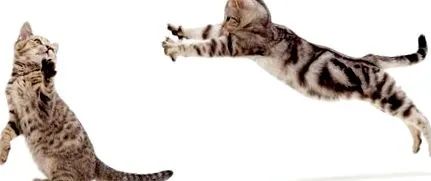 котка котка