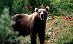 мечката kodiak