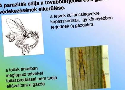 habitatul paraziților