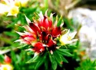 rosea Rhodiola Rosea