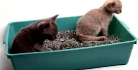 petcity office