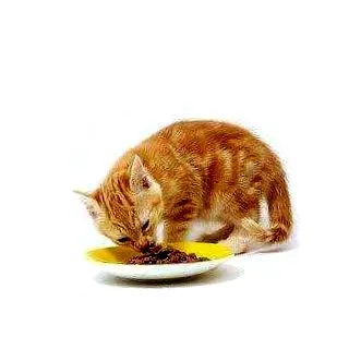 котешка храна