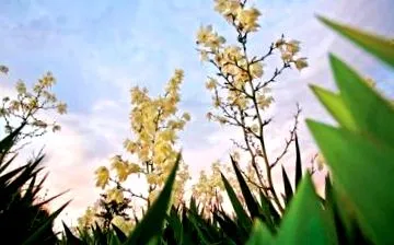 palm lily