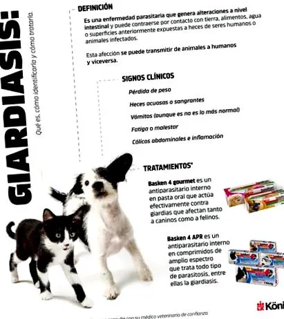 canina целандин