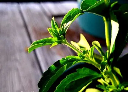 stevia online