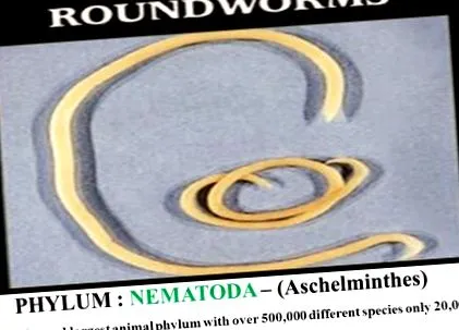 phylum aschelminthes