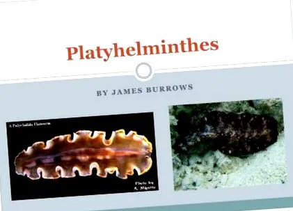 плоските червеи platyhelminthes