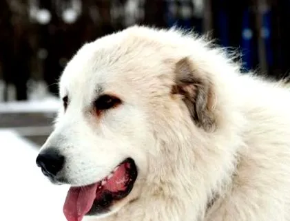 mastiff pirinei