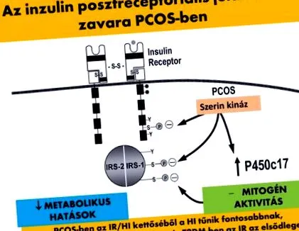 szolgáltató Egészségügyi Szolgáltató