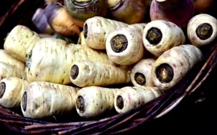 tratament păstârnacul