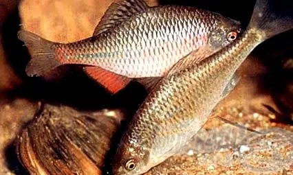curcubeului curcubeului