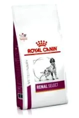 canine canine