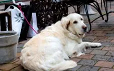 canin