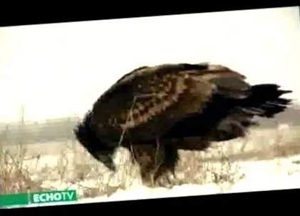 лечение паразити лечение