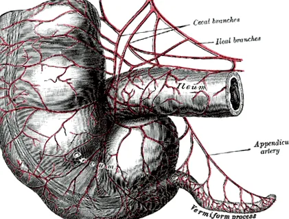 strongyloides strongyloides