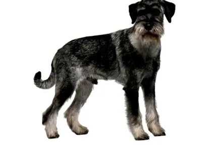 schnauzer rase