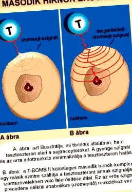 повишаване тестостерона t-bomb