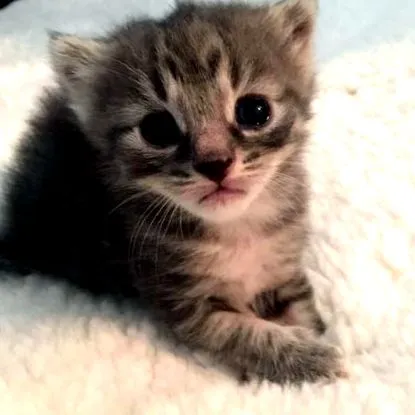 котенце искате
