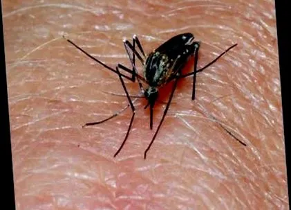 произвеждат токсини паразитни