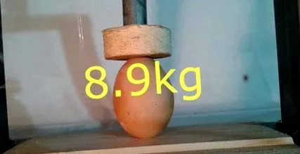 яйца ламблиоза